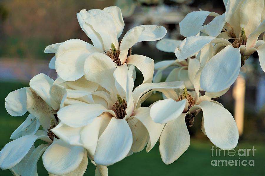 Spring Magnolias Photograph