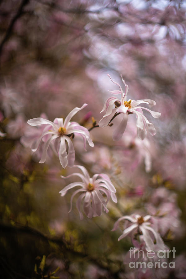 Spring Magnolias In The Garden Photograph