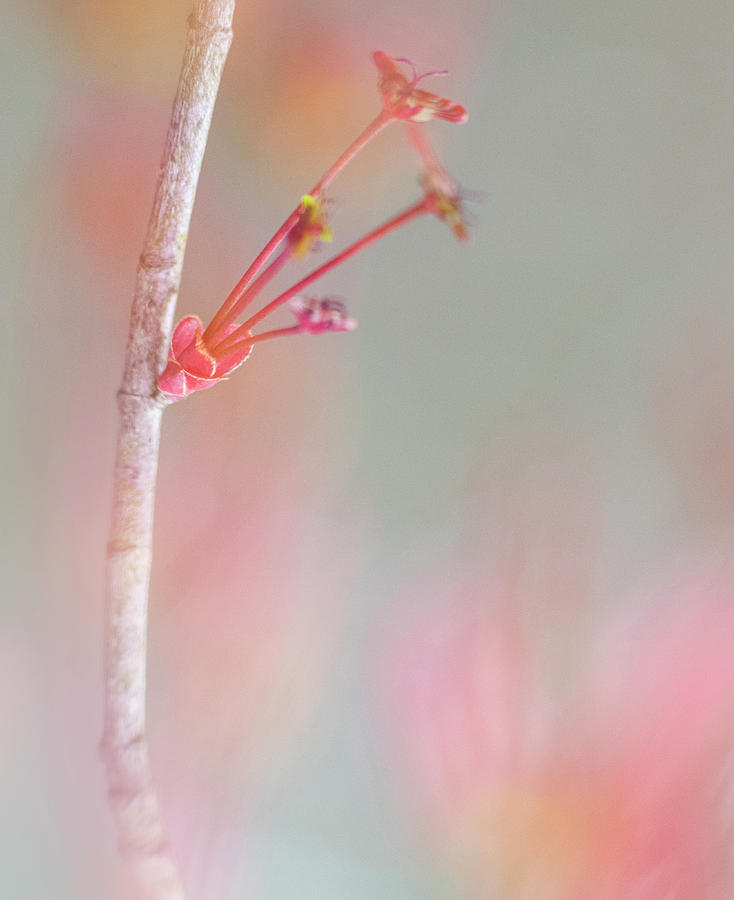 Spring Photograph - Spring Maple Flowers by Phil And Karen Rispin