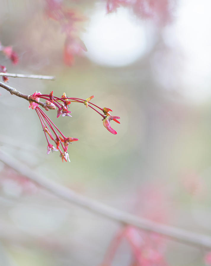 Spring Photograph - Spring Maple  by Phil And Karen Rispin