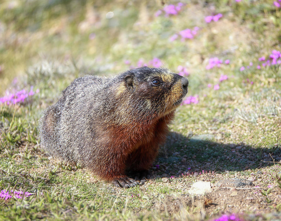 Spring Marmot Photograph by Dan Sproul