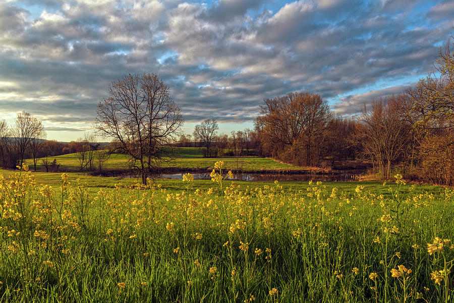 Spring Meadow Morning Photograph by Angelo Marcialis