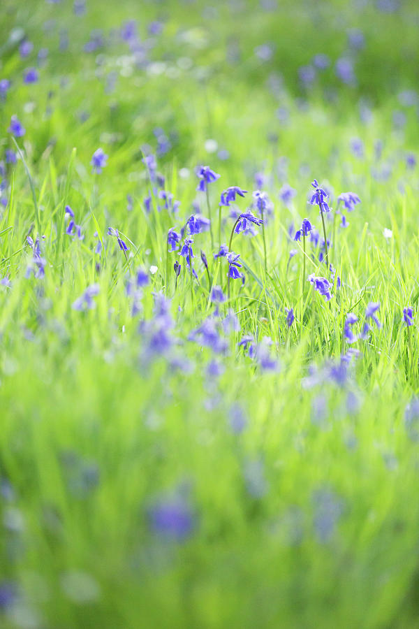 Spring Meadow with Bluebells Photograph by Anita Nicholson