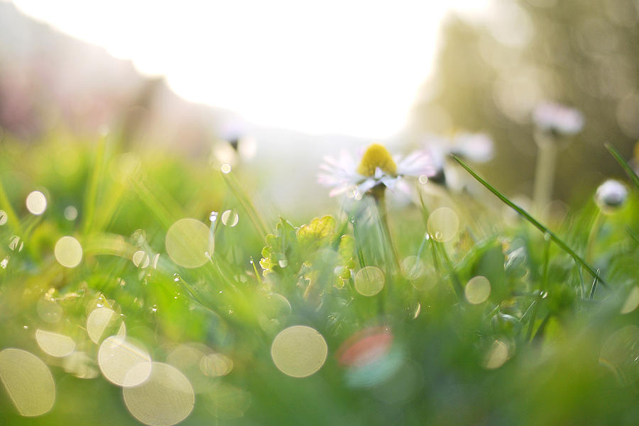 Spring meadow with daisy Photograph by Rosmarie Wirz