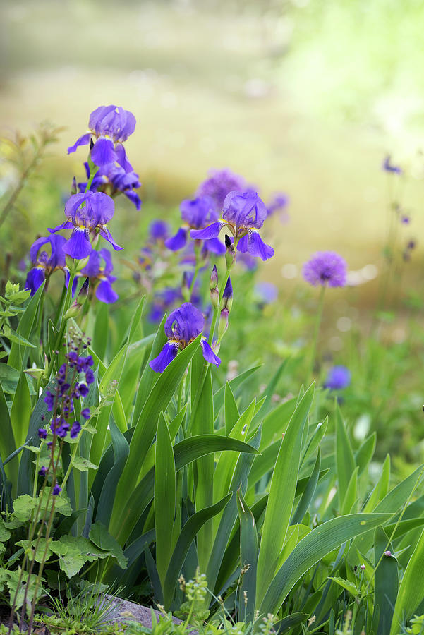 Spring Meadow with Purple Irises Photograph by Jenny Rainbow