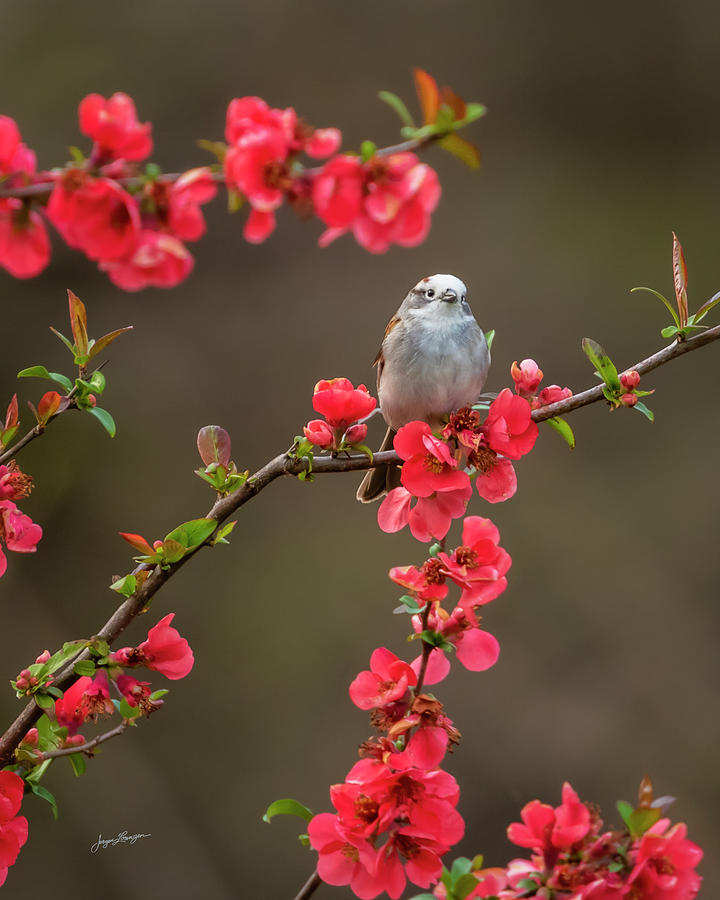 Spring Messenger Photograph by Jurgen Lorenzen