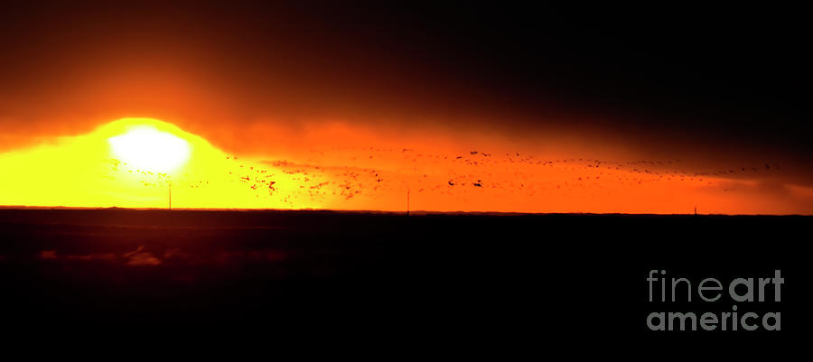 Spring Migration Against A Saskatchewan Sunset Photograph by Al Bourassa