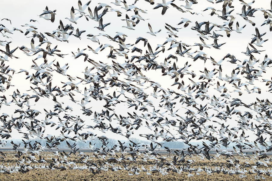 Spring Migration Photograph by Penny Meyers