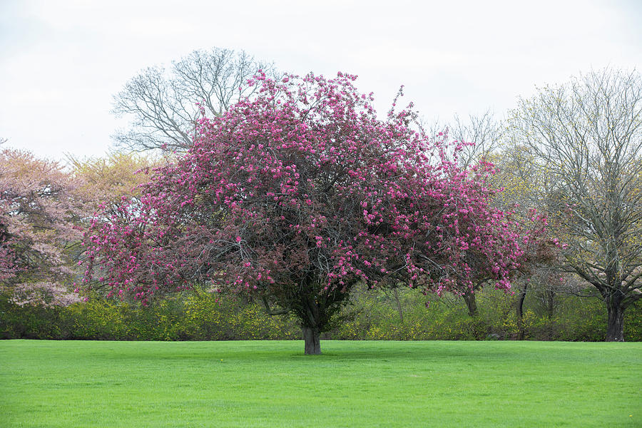 Spring Mist Photograph by Steve Gravano - Fine Art America