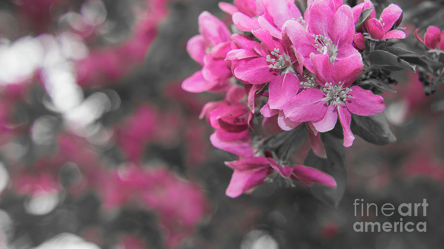 Spring monochrome in pink Photograph by Agnes Caruso