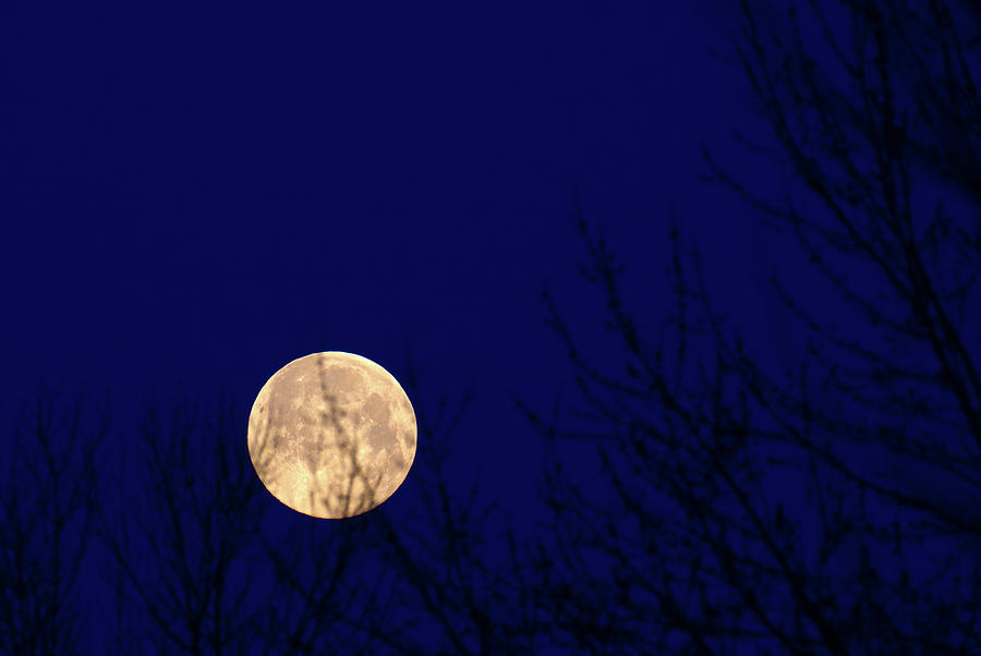 Spring Moon in Trees Photograph by Flinn Hackett