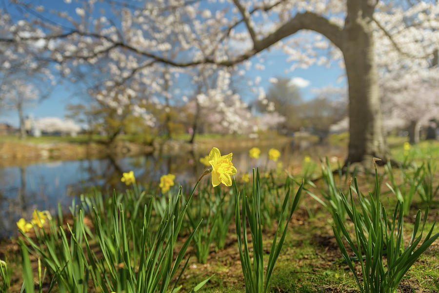 Spring Morning along the Charles River Photograph by Kristen Wilkinson