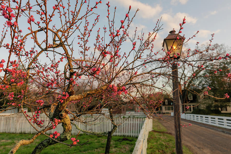 Apricot Morning Blossoms Photograph by Rachel Morrison