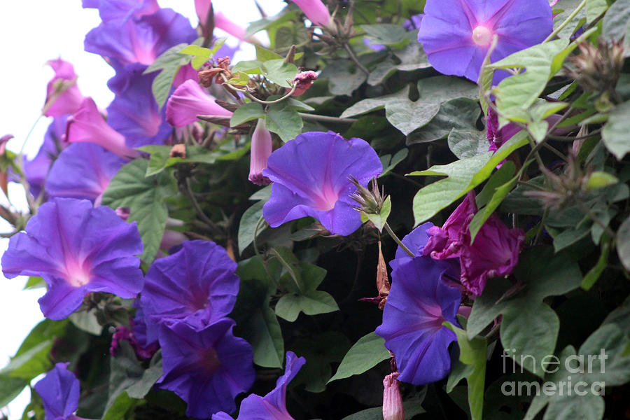 Spring Morning Glories in Blue Photograph by Colleen Cornelius