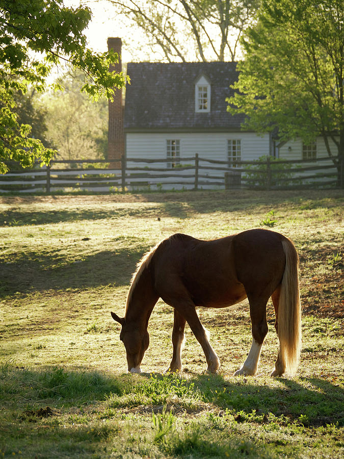 Spring Morning in Colonial Williamsburg Photograph by Rachel Morrison