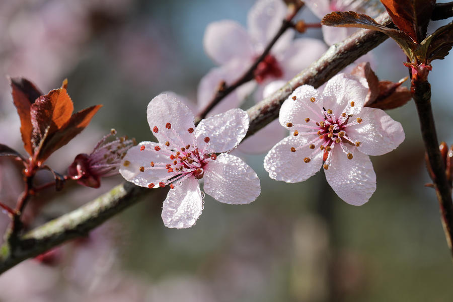 Spring Morning in March with Blossoms Photograph by Rachel Morrison