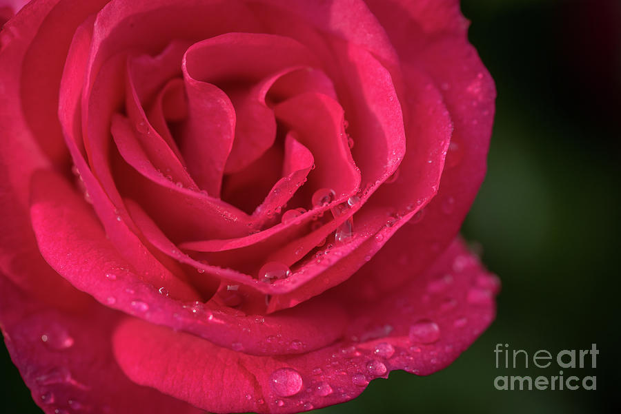 Spring Morning in the Rose Garden Photograph by Nancy Gleason