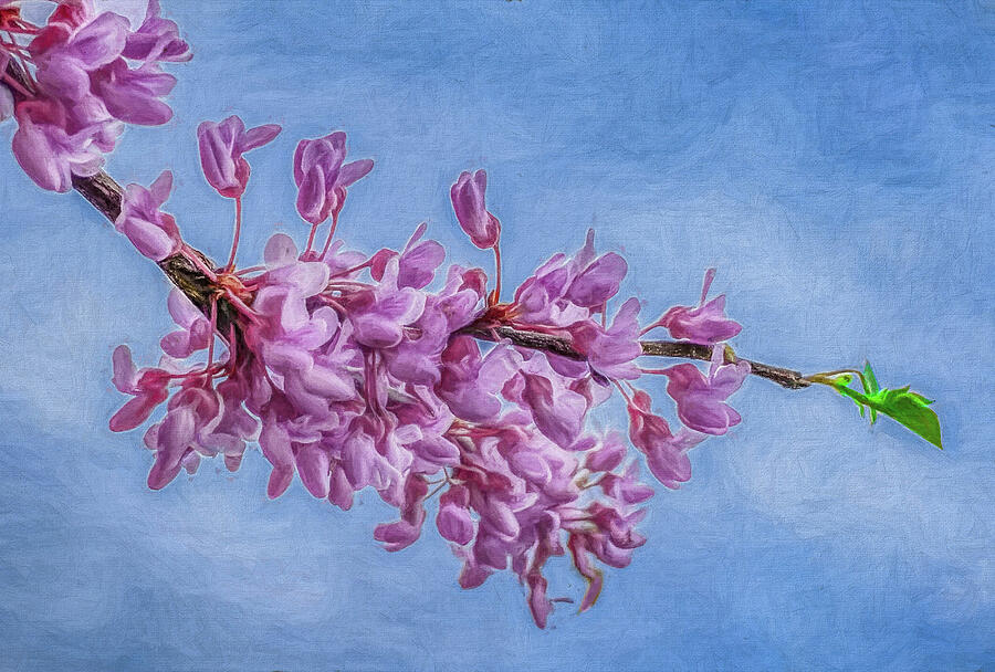 Spring Morning Lilacs  Digital Art by Kevin Lane