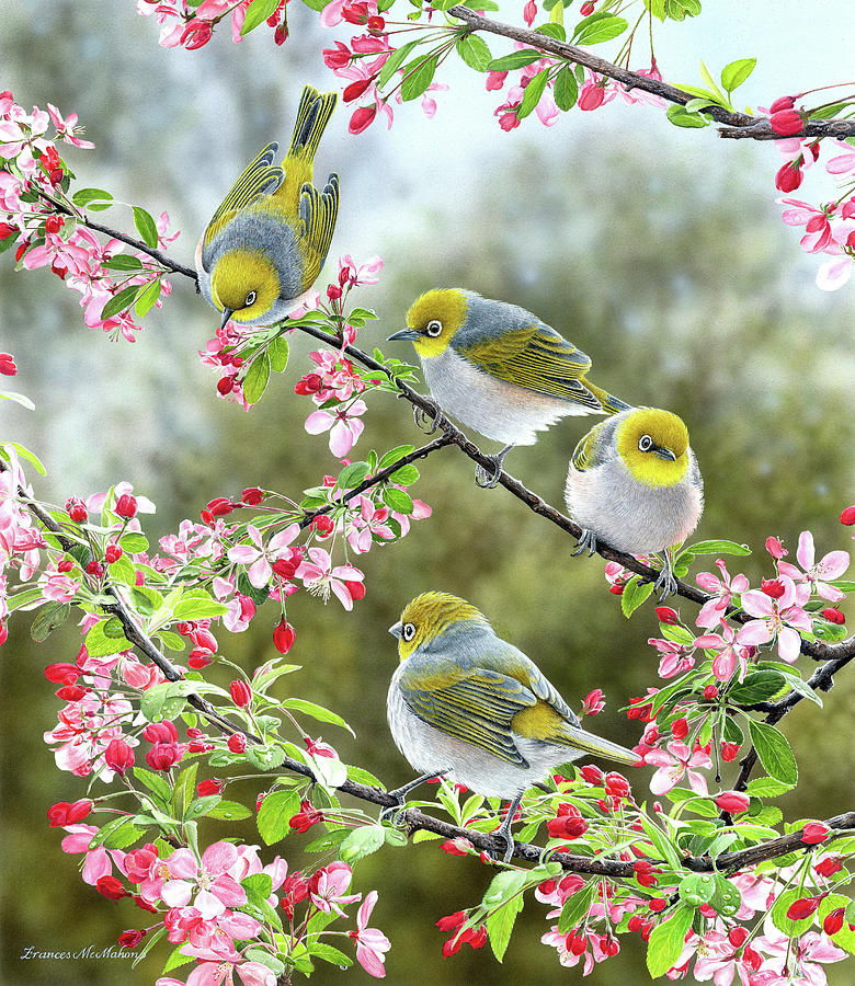 Bird Painting - Spring Morning - Silvereyes by Frances McMahon Watercolour Bird Artist