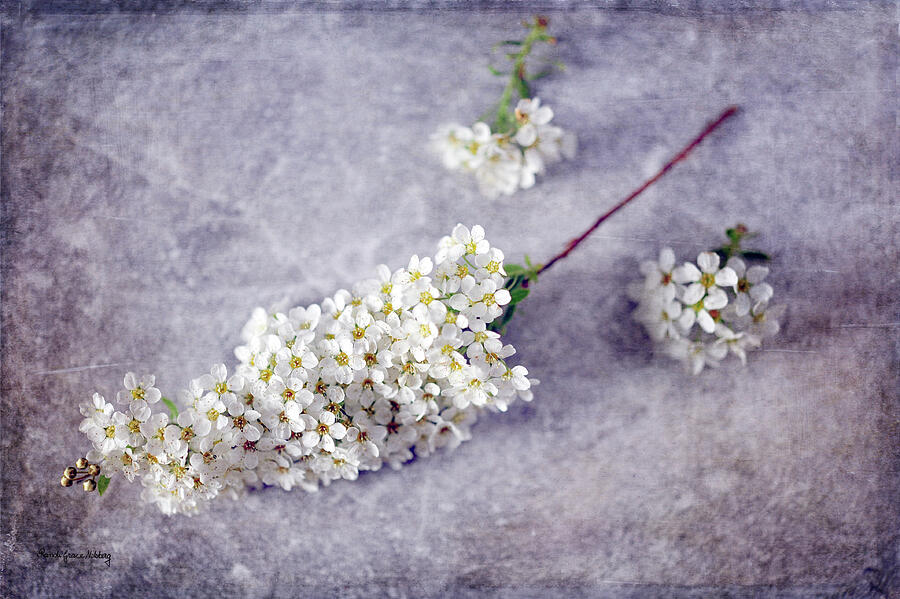 Spring Never Fails Photograph by Randi Grace Nilsberg