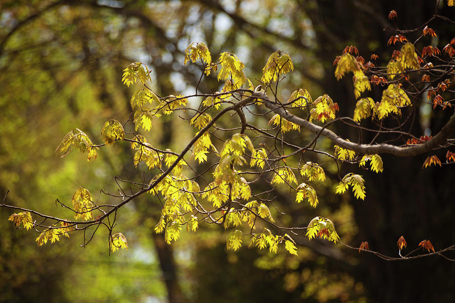 Spring Oak Glow Photograph by Irwin Barrett