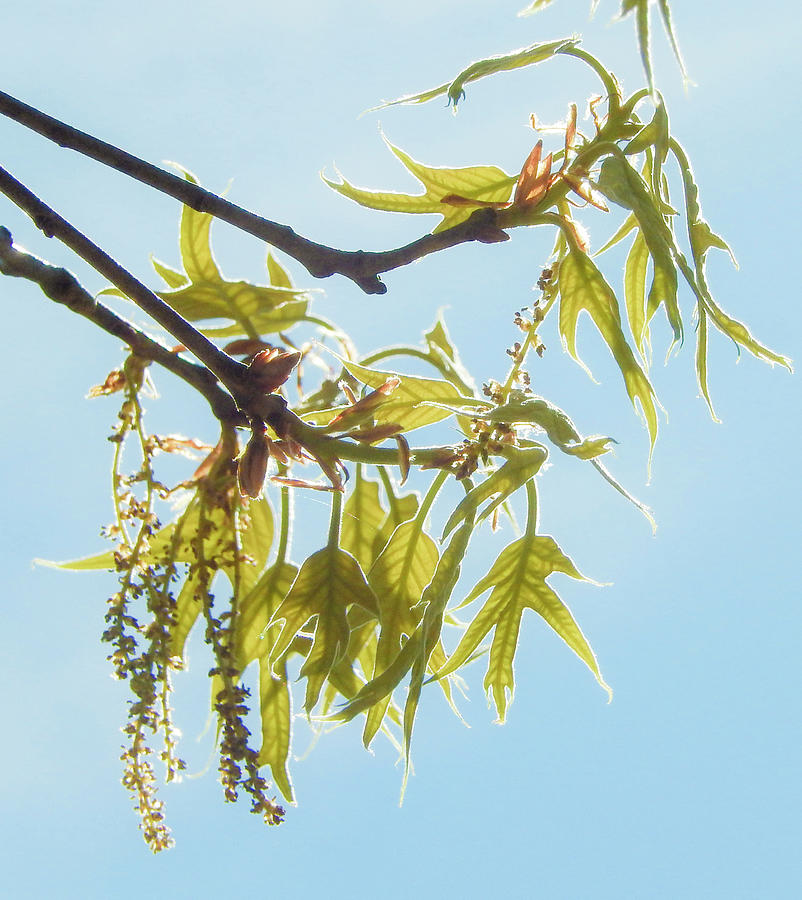 Spring Photograph - Spring Oak Leaves by Karen Rispin