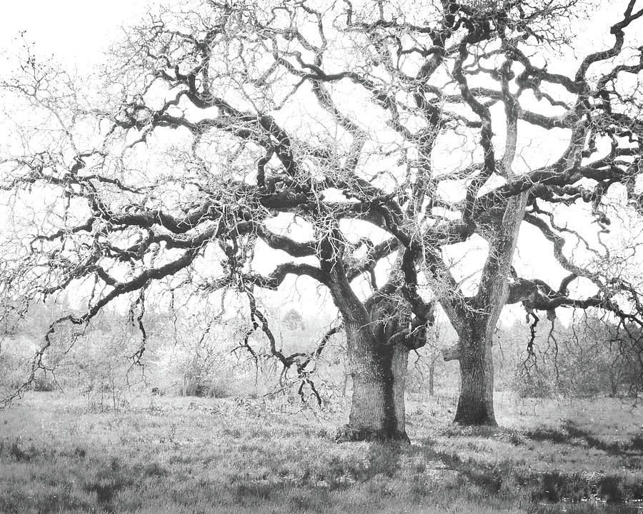 Spring Oaks Black and White Photograph by Lupen Grainne