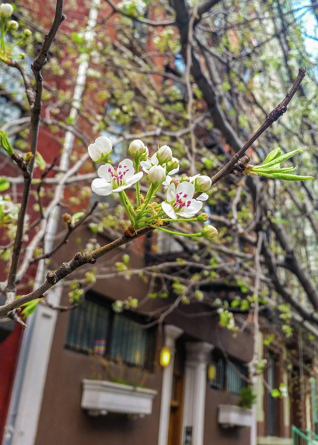 Spring on an NYC Street Photograph by Annalisa Rivera-Franz