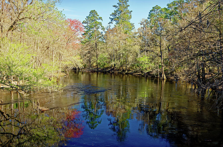 Spring on Santa Fe River Photograph by Sally Weigand - Fine Art America