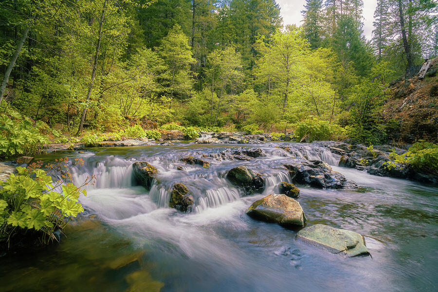 Spring On Squaw Valley Creek Photograph