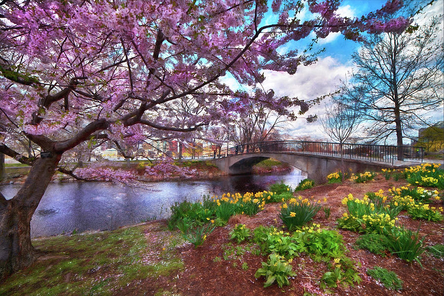 Spring on the Esplanade - Boston, Ma. Photograph by Joann Vitali