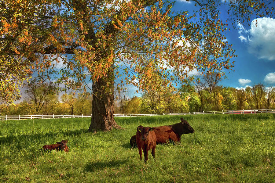 Spring on the Farm Photograph by Joann Vitali