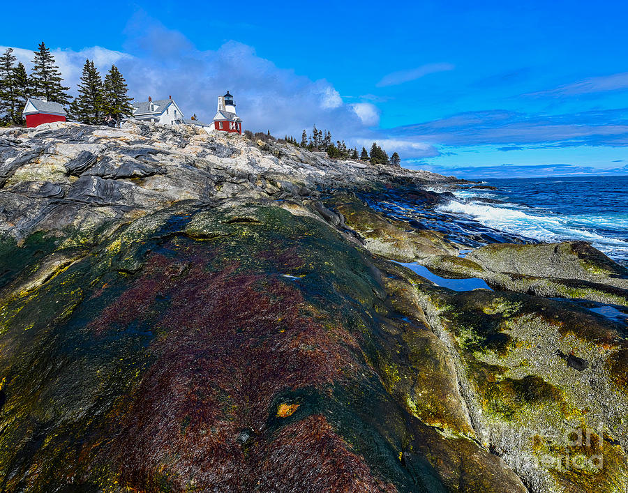 Spring on the Maine Coast Photograph by Steve Brown