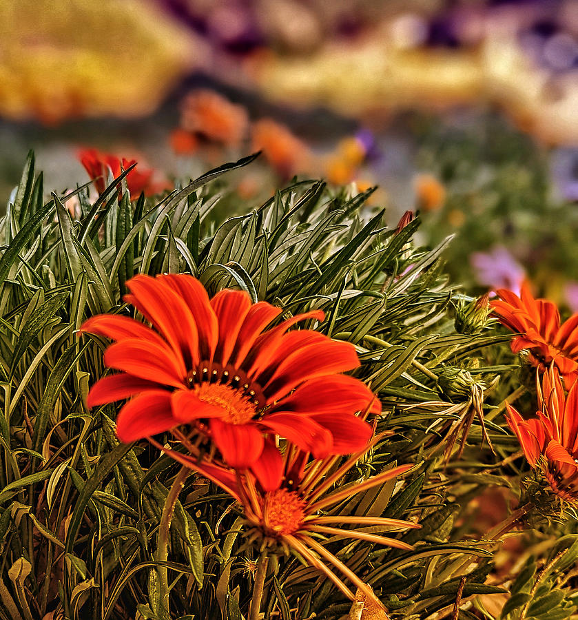 Spring Orange Flowers Photograph by Dave Zumsteg