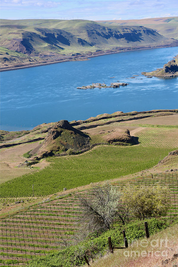 Spring Orchard and Vineyard on the Columbia River Photograph by Carol Groenen