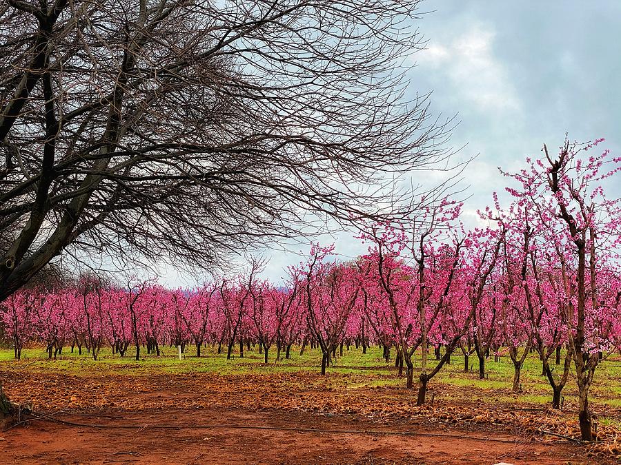 Spring Orchard Photograph by Steph Gabler