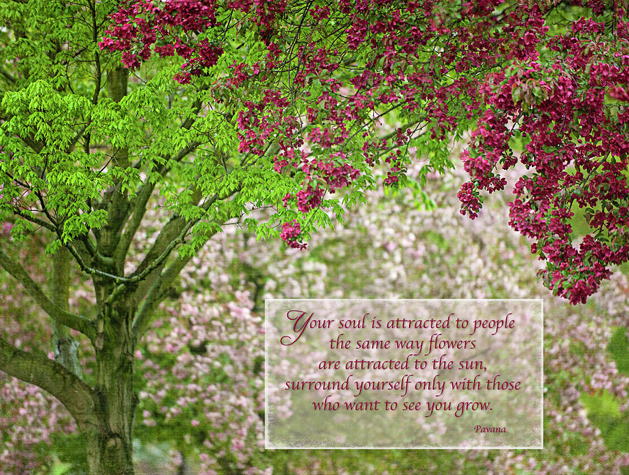 Spring Outburst Quote Photograph by Jill Love