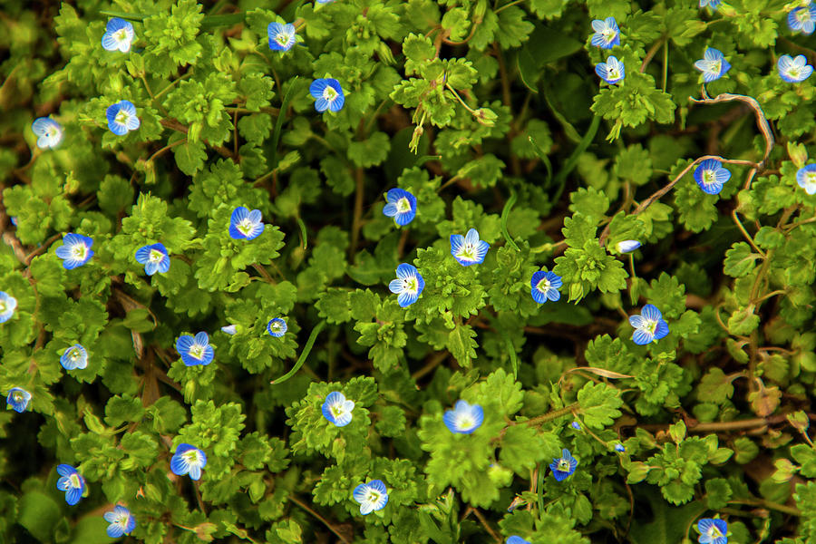 Spring Photograph by Paata Vardanashvili - Fine Art America