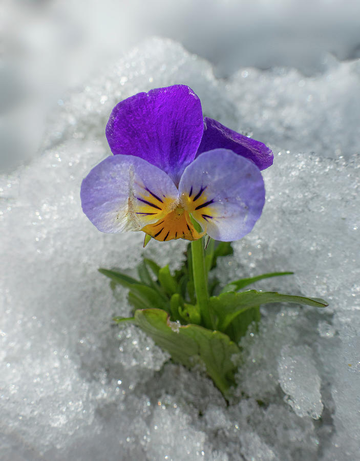 Spring Photograph - Spring Pansy Flower In Snow by Phil And Karen Rispin