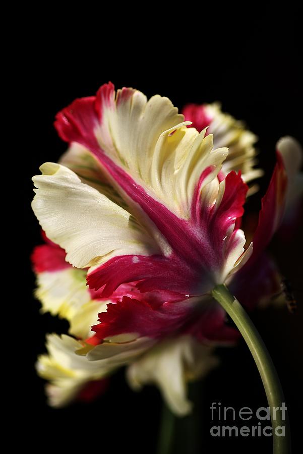 Nature Photograph - Spring Parrot Tulip by Joy Watson