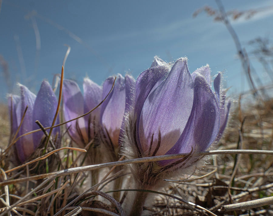 Pasqueflower Photograph - Spring Pasqueflower  by Karen Rispin