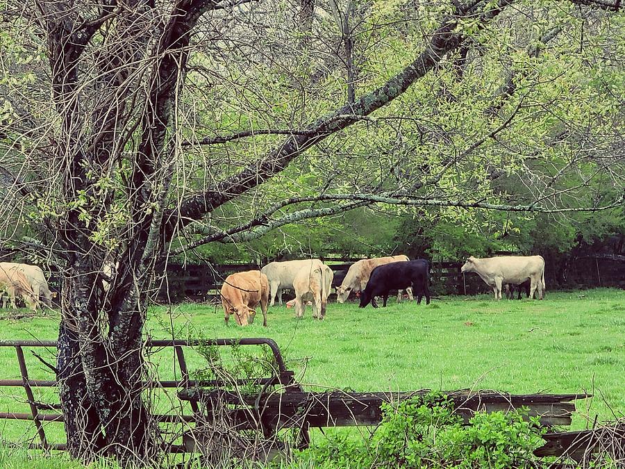 Spring Pasture Herd Photograph by Kathy Barney
