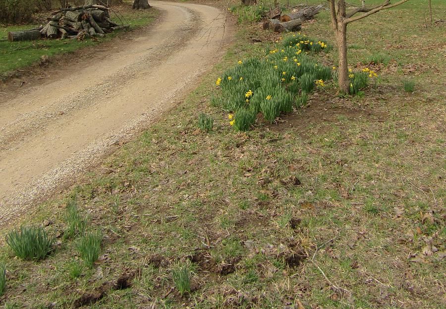 Spring Photograph - Spring Path on the Farm by Jennifer Pollock