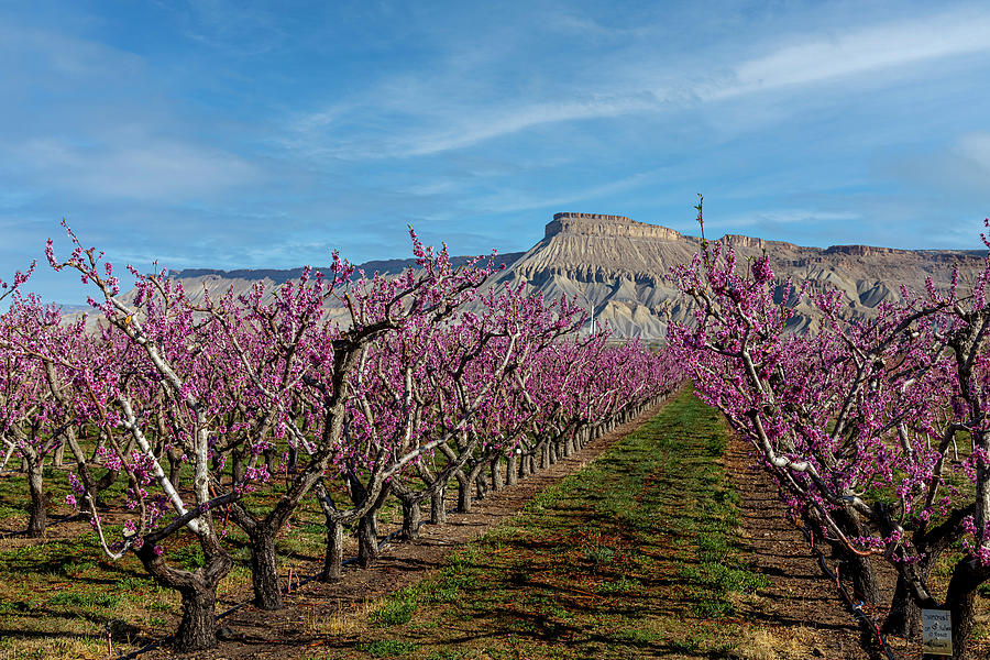 Spring Peach Bloom in Colorado Orchards Photograph by Teri Virbickis