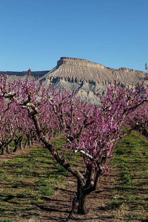 Spring Peach Orchard in Bloom in Colorado Photograph by Teri Virbickis