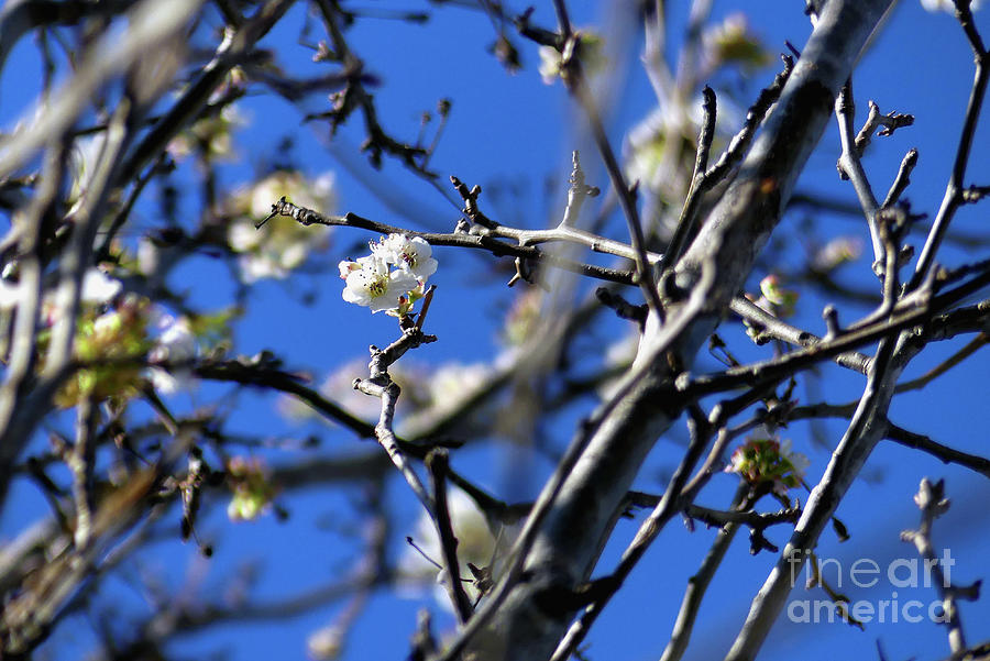 Spring Pear Blossoms Photograph by Amy Dundon