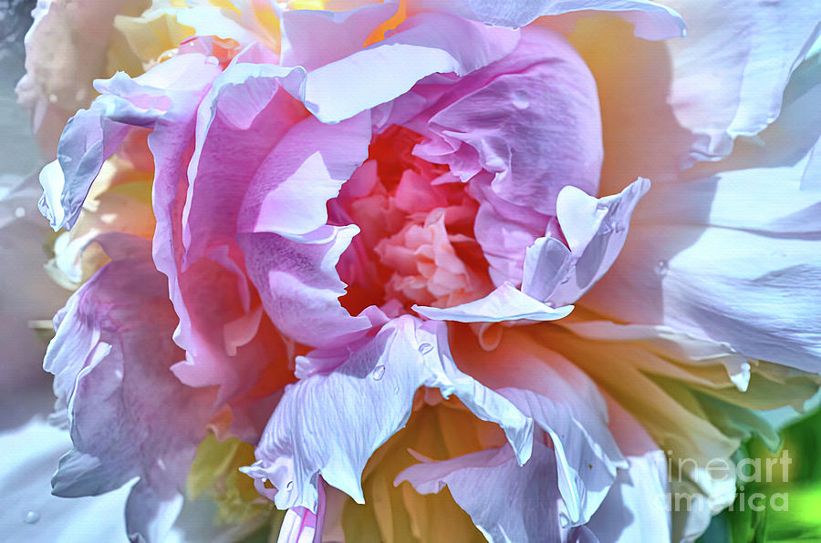 Spring Peony Flower  Painting by Elaine Manley