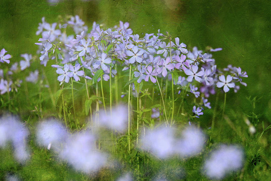 Spring Phlox Textured Photograph by Dan Sproul