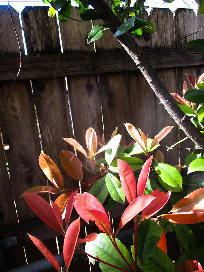 Spring Photinia in the Sun Photograph by Windy Craig