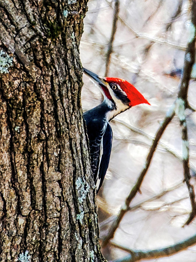 Spring Pileated Woodpecker Photograph by Lara Ellis